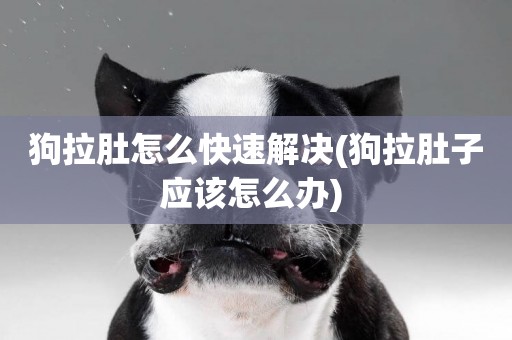 狗拉肚怎么快速解決(狗拉肚子應該怎么辦) 
