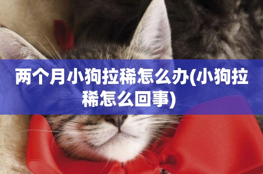 兩個月小狗拉稀怎么辦(小狗拉稀怎么回事) 
