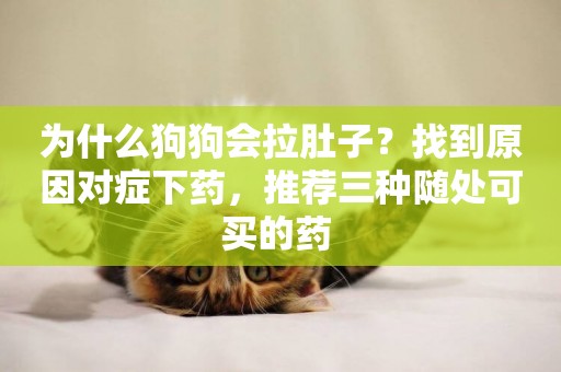 為什么狗狗會拉肚子？找到原因對癥下藥，推薦三種隨處可買的藥 