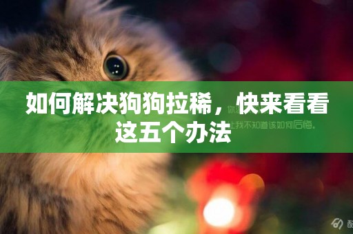 如何解決狗狗拉稀，快來看看這五個辦法 
