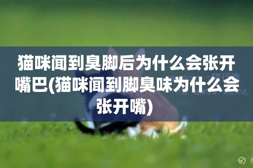 貓咪聞到臭腳后為什么會張開嘴巴(貓咪聞到腳臭味為什么會張開嘴) 