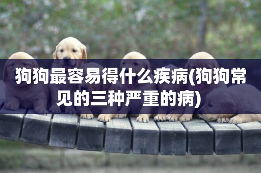 狗狗最容易得什么疾病(狗狗常見的三種嚴重的病) 