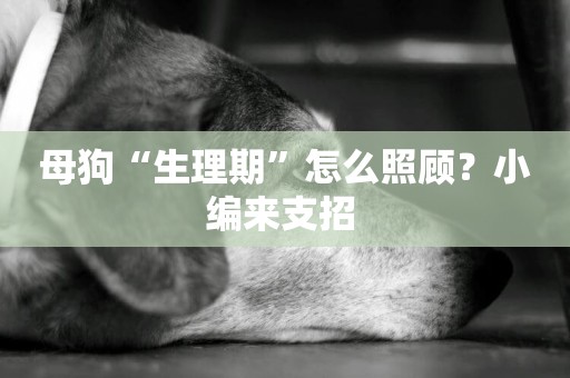母狗“生理期”怎么照顧？小編來支招 