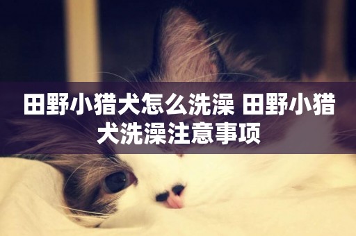 田野小獵犬怎么洗澡 田野小獵犬洗澡注意事項