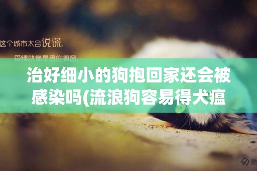 治好細小的狗抱回家還會被感染嗎(流浪狗容易得犬瘟嗎) 