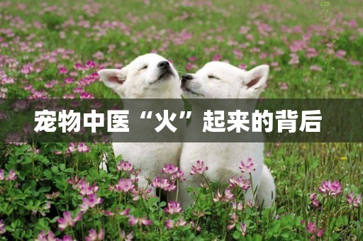 寵物中醫“火”起來的背后 