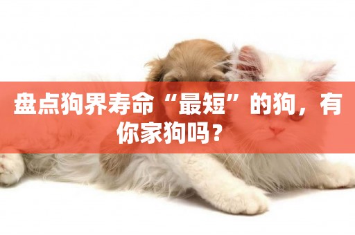 盤點狗界壽命“最短”的狗，有你家狗嗎？ 