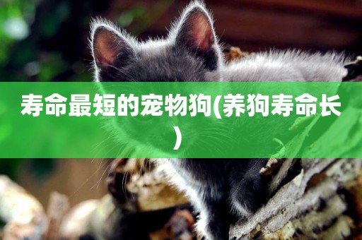 壽命最短的寵物狗(養狗壽命長) 