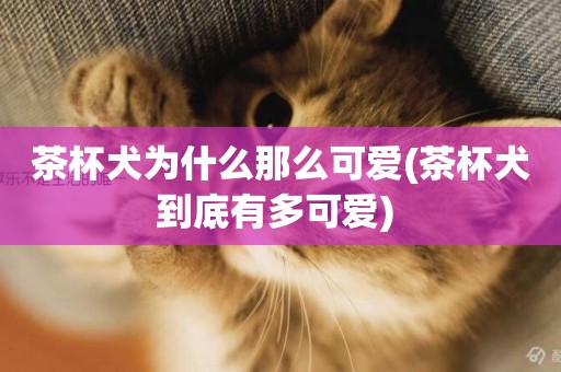 茶杯犬為什么那么可愛(茶杯犬到底有多可愛) 