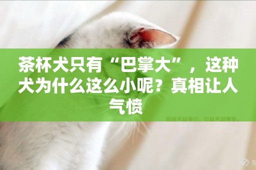 茶杯犬只有“巴掌大”，這種犬為什么這么小呢？真相讓人氣憤 