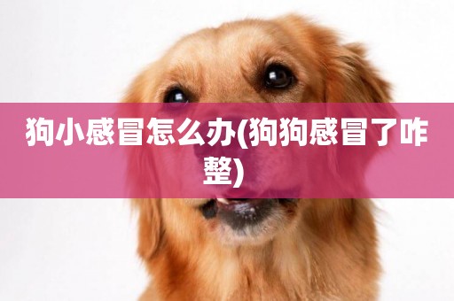 狗小感冒怎么辦(狗狗感冒了咋整) 