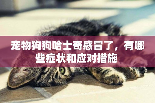 寵物狗狗哈士奇感冒了，有哪些癥狀和應對措施 