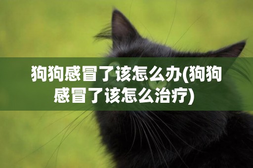 狗狗感冒了該怎么辦(狗狗感冒了該怎么治療) 
