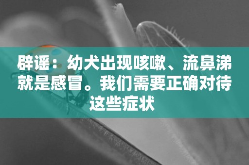 辟謠：幼犬出現咳嗽、流鼻涕就是感冒。我們需要正確對待這些癥狀 