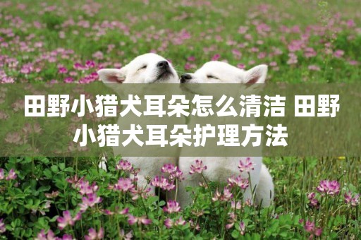 田野小獵犬耳朵怎么清潔 田野小獵犬耳朵護理方法