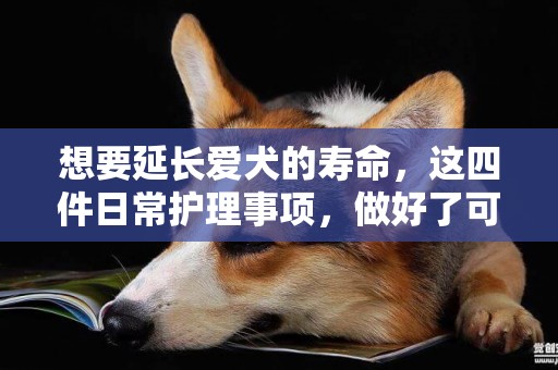 想要延長愛犬的壽命，這四件日常護理事項，做好了可讓狗狗活更久 