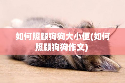 如何照顧狗狗大小便(如何照顧狗狗作文) 