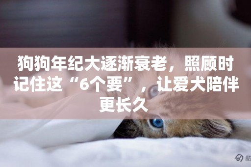 狗狗年紀大逐漸衰老，照顧時記住這“6個要”，讓愛犬陪伴更長久 