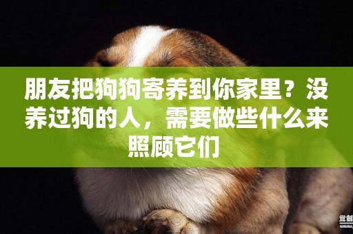 朋友把狗狗寄養到你家里？沒養過狗的人，需要做些什么來照顧它們 