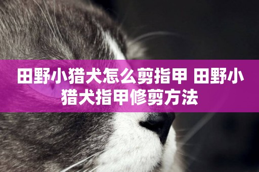 田野小獵犬怎么剪指甲 田野小獵犬指甲修剪方法