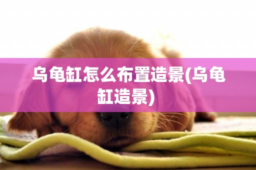 烏龜缸怎么布置造景(烏龜缸造景) 