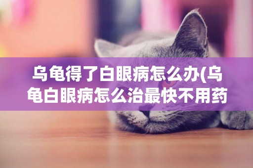 烏龜得了白眼病怎么辦(烏龜白眼病怎么治最快不用藥) 