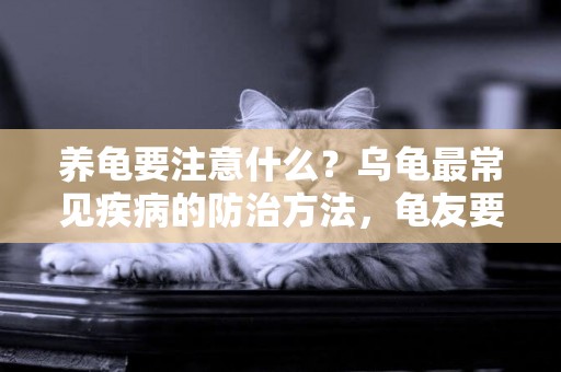 養龜要注意什么？烏龜最常見疾病的防治方法，龜友要看 