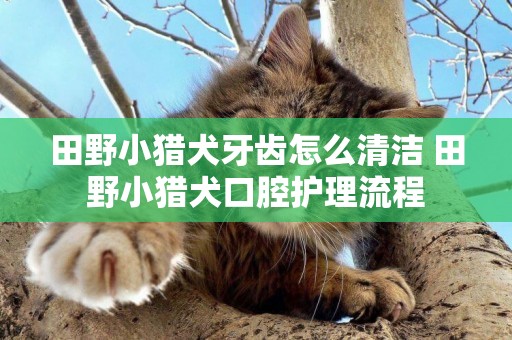 田野小獵犬牙齒怎么清潔 田野小獵犬口腔護理流程