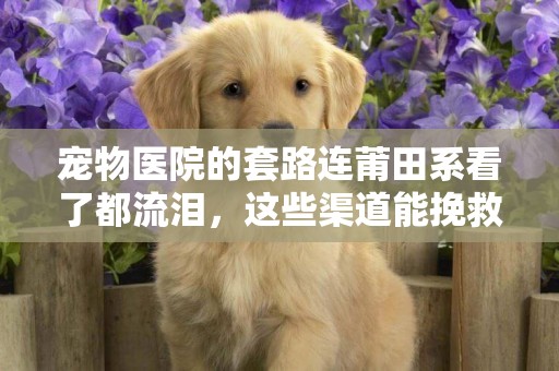 寵物醫院的套路連莆田系看了都流淚，這些渠道能挽救你家狗的生命 