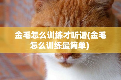 金毛怎么訓練才聽話(金毛怎么訓練最簡單) 