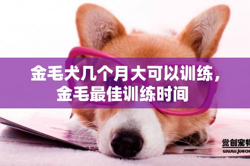 金毛犬幾個月大可以訓練，金毛最佳訓練時間 