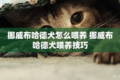 挪威布哈德犬怎么喂養 挪威布哈德犬喂養技巧