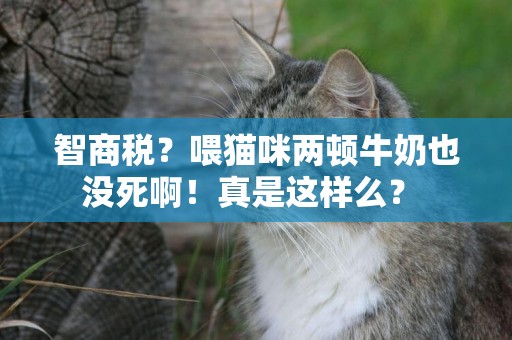 智商稅？喂貓咪兩頓牛奶也沒死啊！真是這樣么？ 