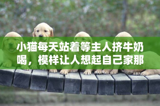 小貓每天站著等主人擠牛奶喝，模樣讓人想起自己家那只蠢貓 