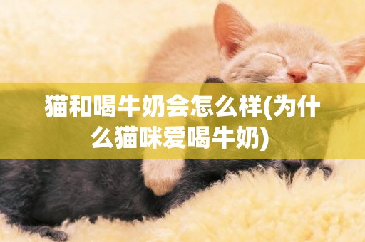 貓和喝牛奶會怎么樣(為什么貓咪愛喝牛奶) 