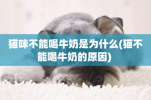 貓咪不能喝牛奶是為什么(貓不能喝牛奶的原因) 