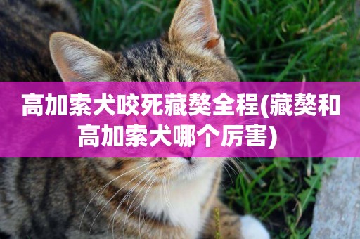 高加索犬咬死藏獒全程(藏獒和高加索犬哪個厲害) 