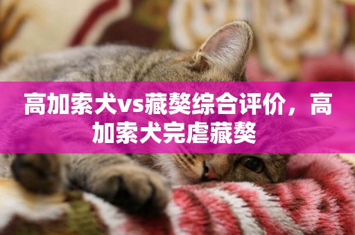 高加索犬vs藏獒綜合評價，高加索犬完虐藏獒 