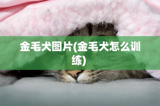 金毛犬圖片(金毛犬怎么訓練) 