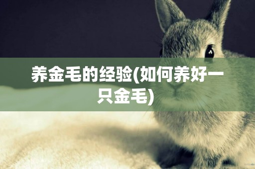養金毛的經驗(如何養好一只金毛) 