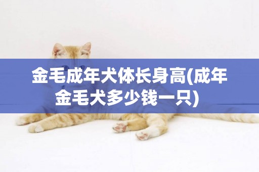 金毛成年犬體長身高(成年金毛犬多少錢一只) 