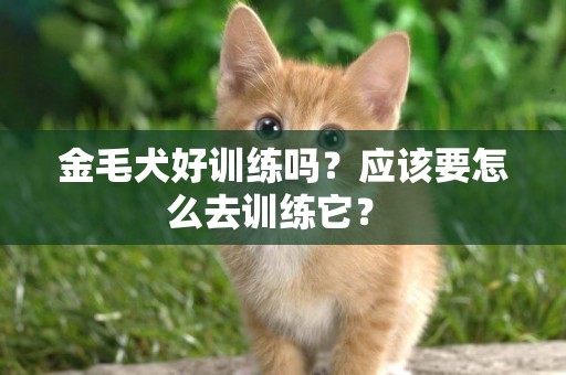 金毛犬好訓練嗎？應該要怎么去訓練它？ 