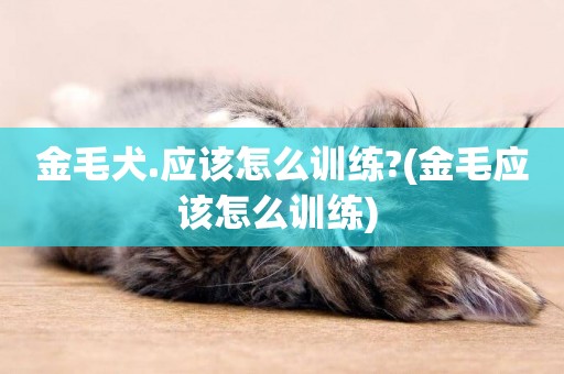 金毛犬.應該怎么訓練?(金毛應該怎么訓練) 