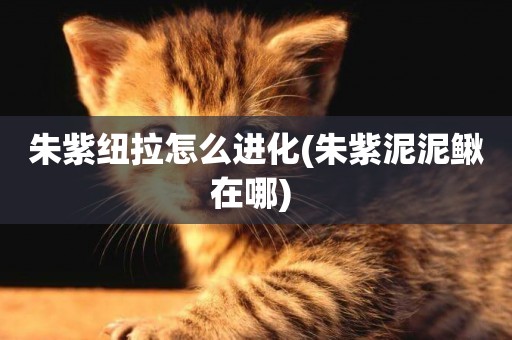 朱紫紐拉怎么進化(朱紫泥泥鰍在哪) 
