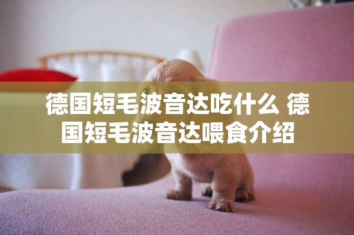 德國短毛波音達吃什么 德國短毛波音達喂食介紹