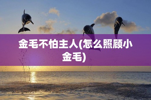 金毛不怕主人(怎么照顧小金毛) 