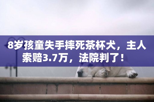 8歲孩童失手摔死茶杯犬，主人索賠3.7萬，法院判了！ 