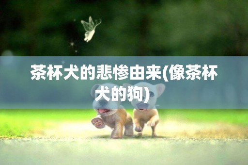茶杯犬的悲慘由來(像茶杯犬的狗) 