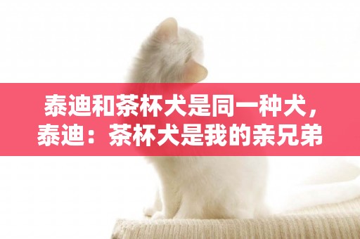 泰迪和茶杯犬是同一種犬，泰迪：茶杯犬是我的親兄弟，同根同種 