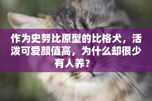 作為史努比原型的比格犬，活潑可愛顏值高，為什么卻很少有人養？ 